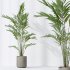 AV Indoor plants set 188 Mission Kalamata Leccino Arbequina Olive and Ficus Cyathistipula and Mountain Kentia Palm - Thumbnail 7