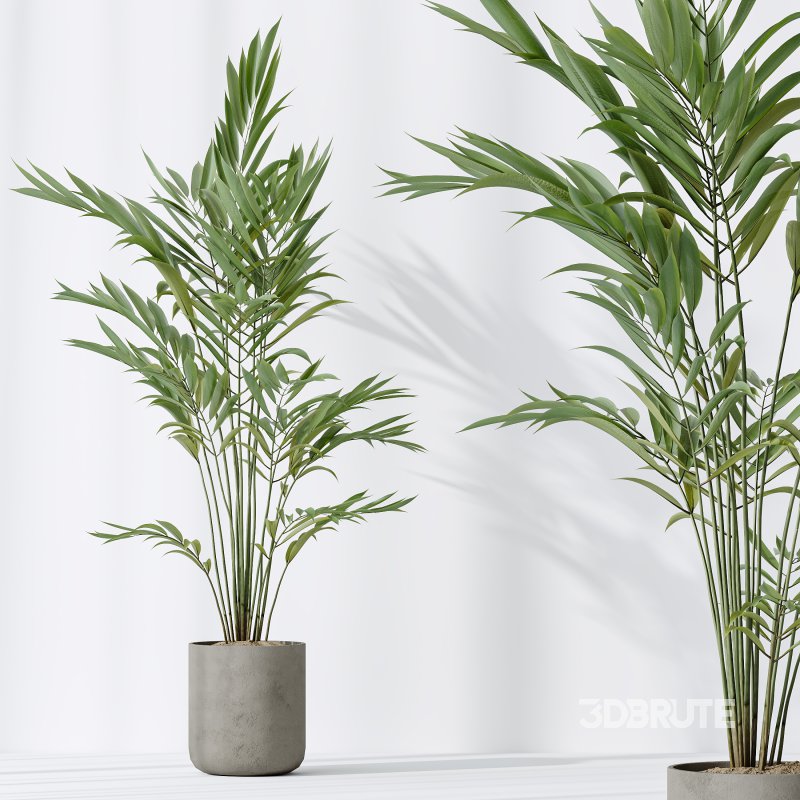 AV Indoor plants set 188 Mission Kalamata Leccino Arbequina Olive and Ficus Cyathistipula and Mountain Kentia Palm Image 7