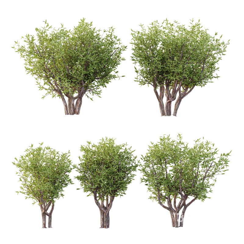 Sweet Viburnum Plant04 Image 1