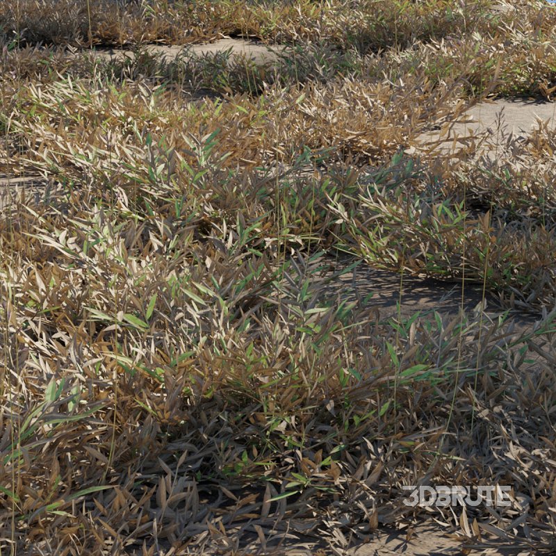 Chrysopogon aciculatus – dry 02 Image 2