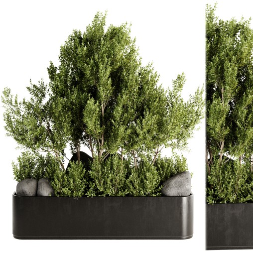 Indoor plants-Pot and tree set168