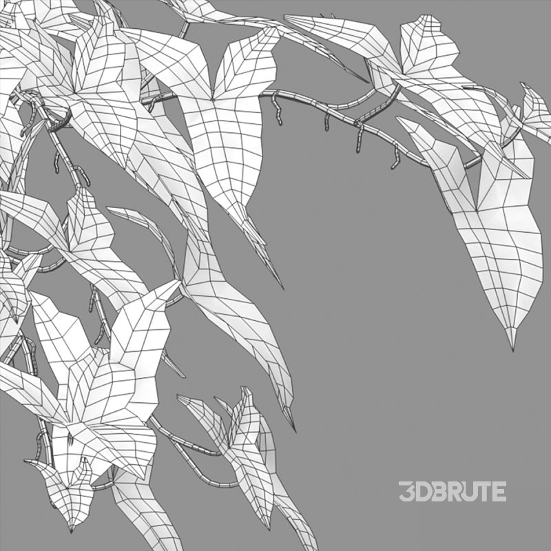 Syngonium Podophyllum Image 5