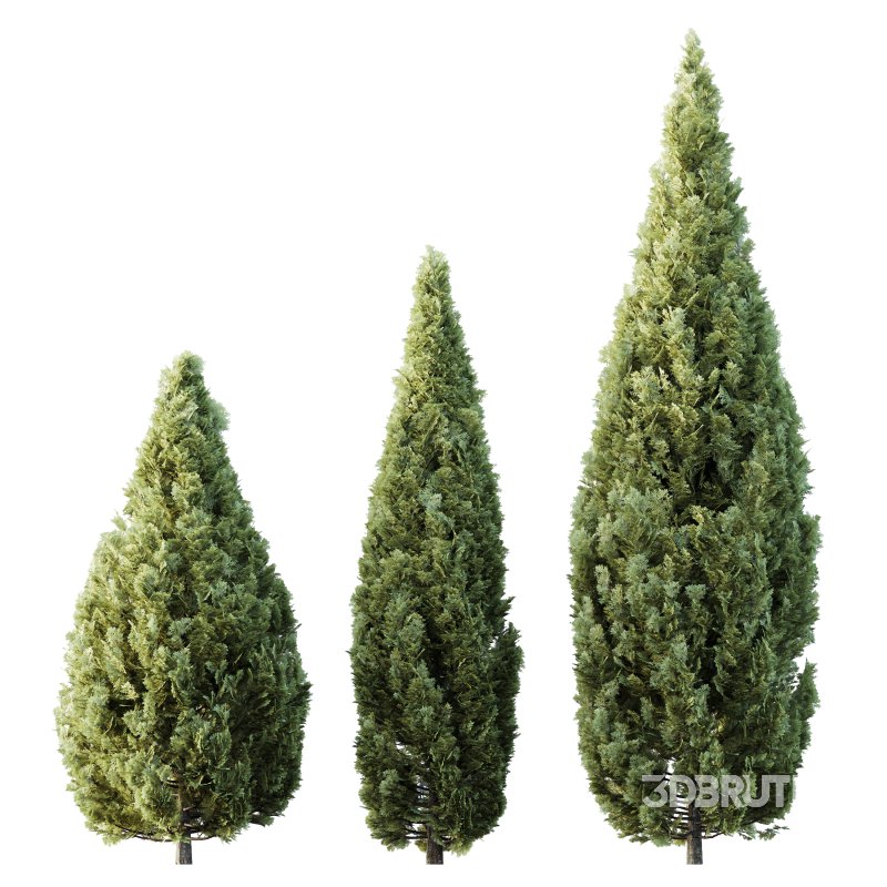 AV Plants Rocky Mountain Juniper Winter Snow Image 2