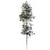 AV Plants Pinus Palustris Winter Snow - Thumbnail 3