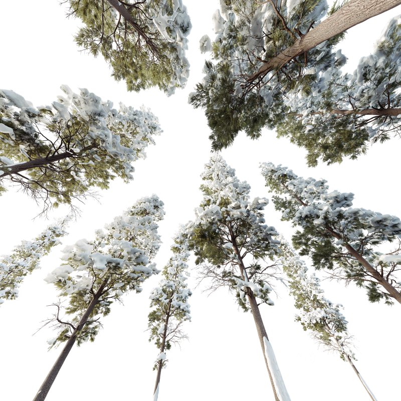 AV Plants Chamaecyparis Thyoides Winter Snow Image 3