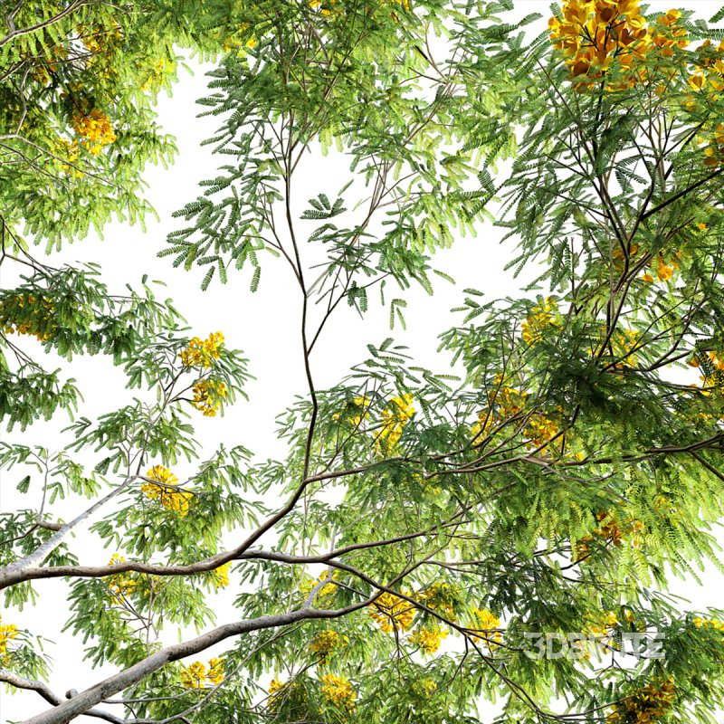 Cassia splendida – Golden Wonder Senna Image 5
