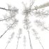 AV Plants Populus Tremuloides Winter Snow - Thumbnail 3