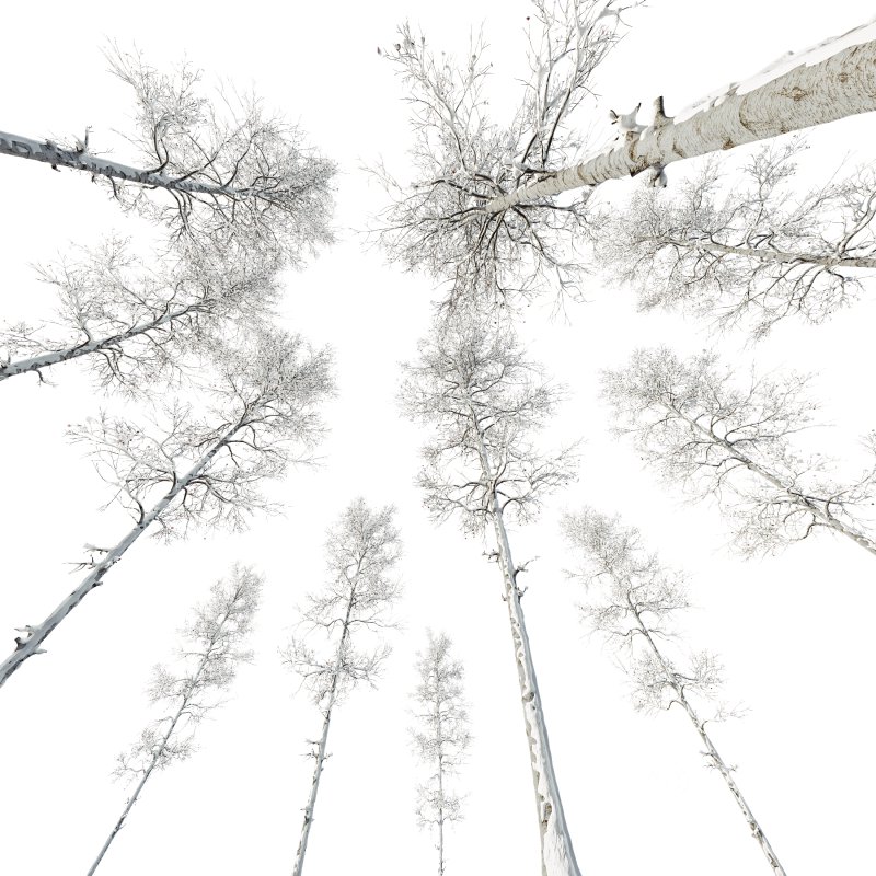 AV Plants Populus Tremuloides Winter Snow Image 3