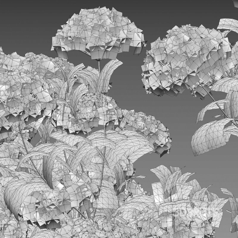 Viburnum opulus Roseum – European Cranberry bush 02 Image 7