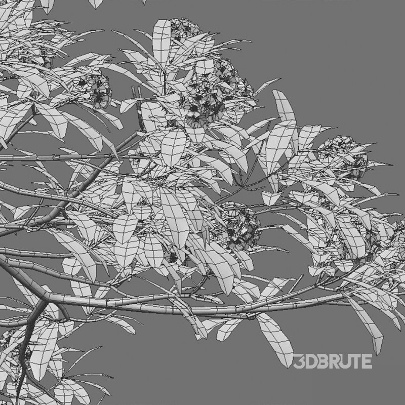 Alstonia scholaris – Milkwood Image 6