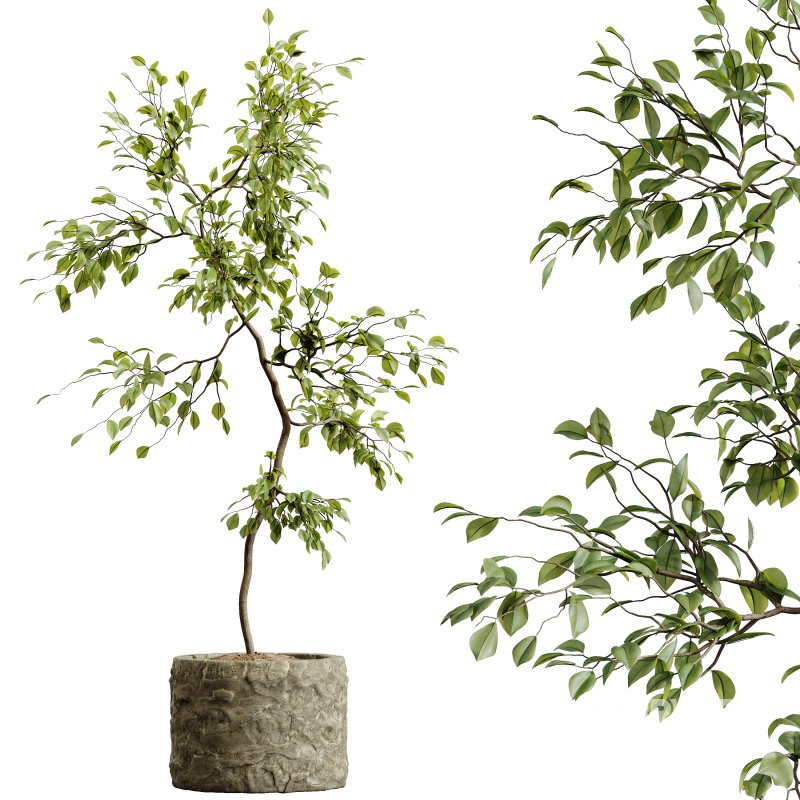 AV HousePlants Japandi Decorative Minimalism Ficus Dracaena Marginata 06 Image 3