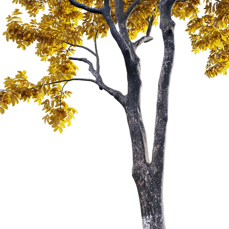 Juglans regia – Common walnut – fall Image 2