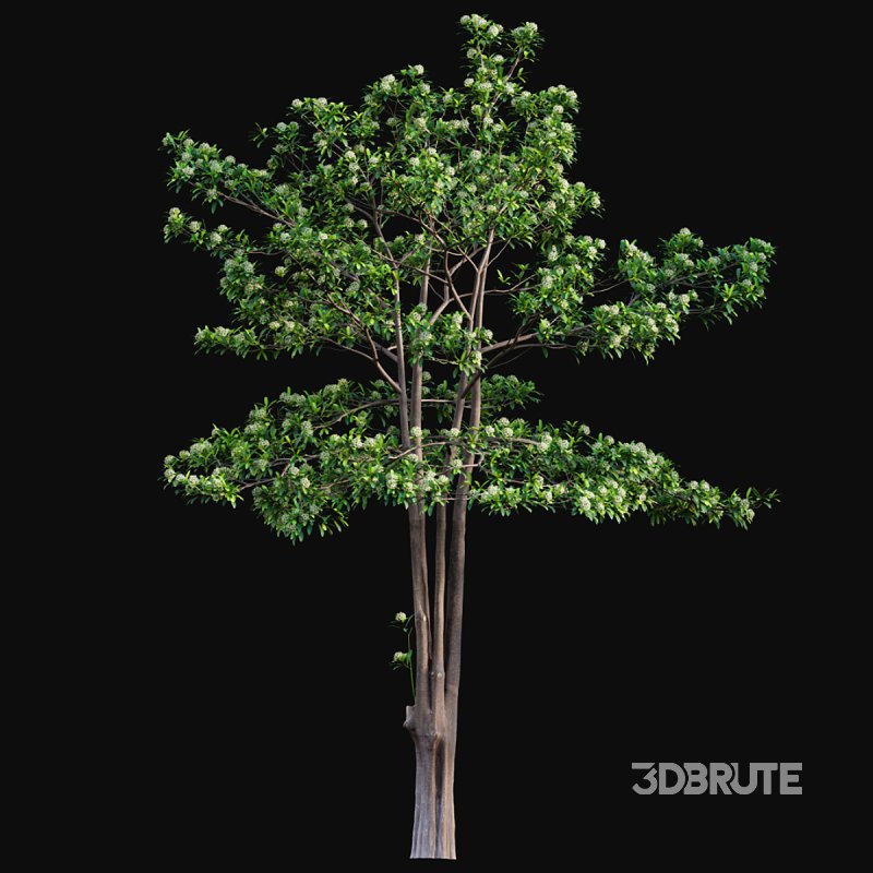 Alstonia scholaris – Milkwood Image 3