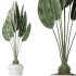 AV Indoor plants set 194 Lemon Lime Cane Dragon and Schefflera Arboricola Umbrella and Bird Of ParadiseBird and Mission Olive Tree - Thumbnail 1