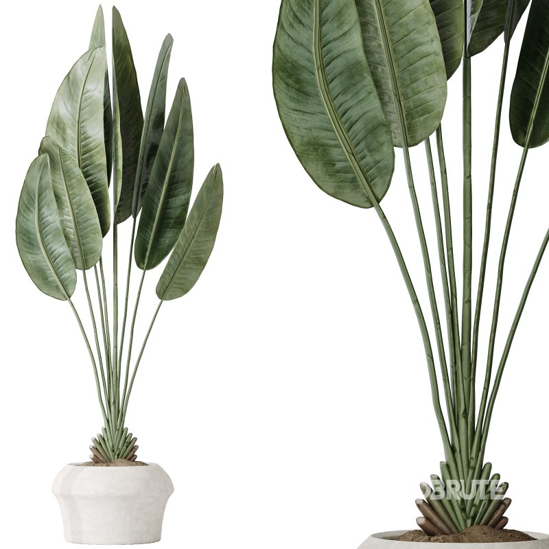 AV Indoor plants set 194 Lemon Lime Cane Dragon and Schefflera Arboricola Umbrella and Bird Of ParadiseBird and Mission Olive Tree Image 1