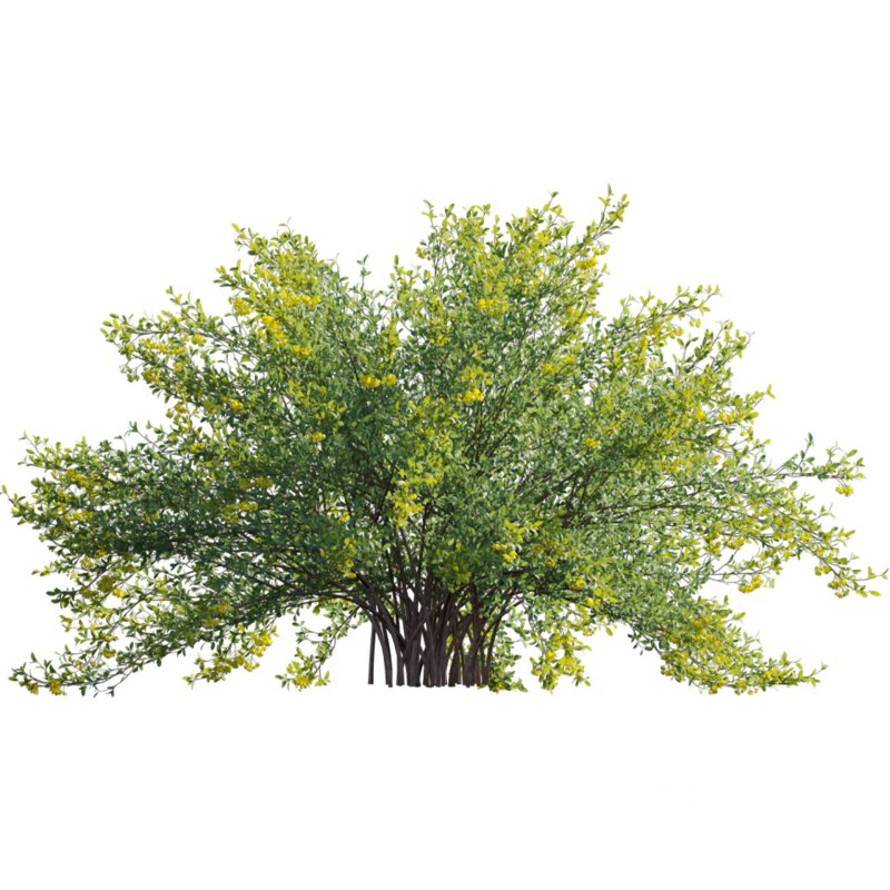 Berberis vulgaris – European barberry – Common barberry 03 Image 3