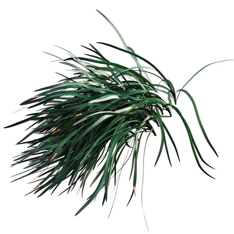 Ophiopogon japonicus Image 6