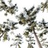 AV Plants Pinus Echinata Winter Snow Set03 - Thumbnail 2