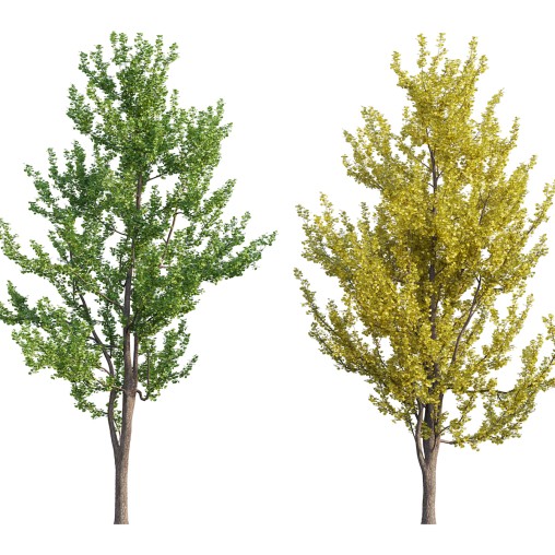 Ginkgo biloba