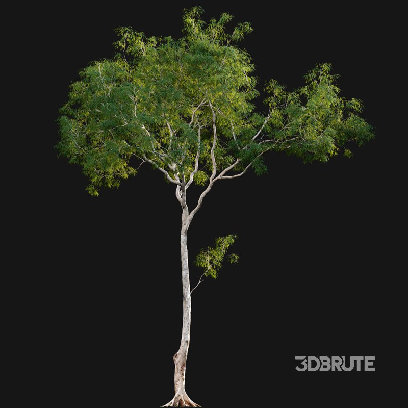 Dolonix regia – Royal Poinciana 02 Image 5