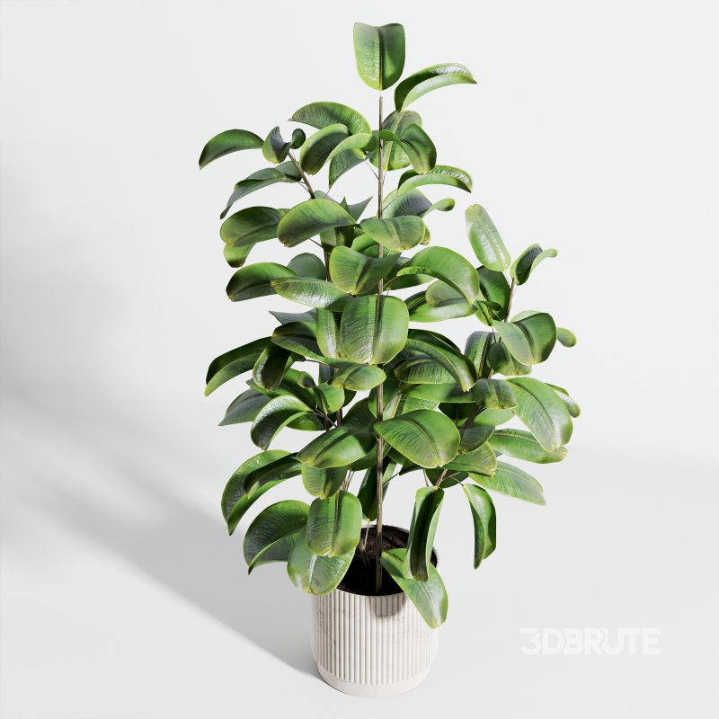 indoor plant 521 Image 4