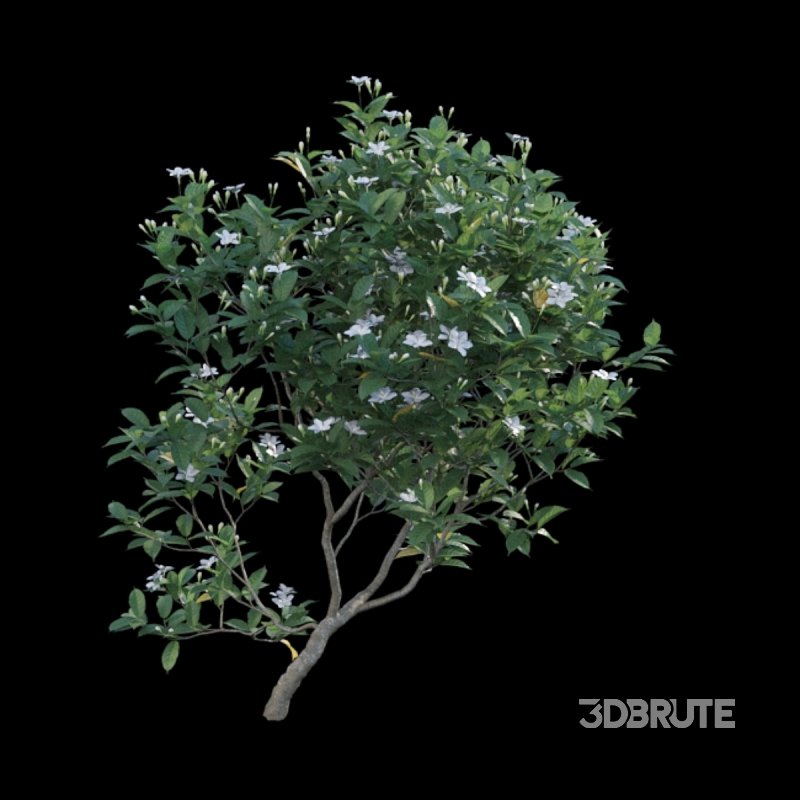 Gardenia augusta – Houttuynia – Gardenia jasminoide – 02 Image 5