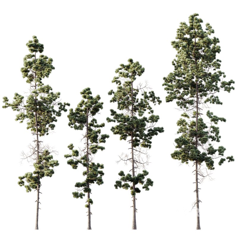 AV Plants Pinus Palustris Winter Snow Image 1