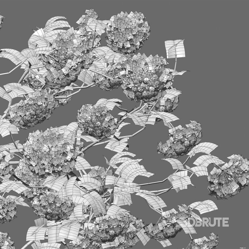 Viburnum opulus Roseum – European Cranberry bush 04 Image 5