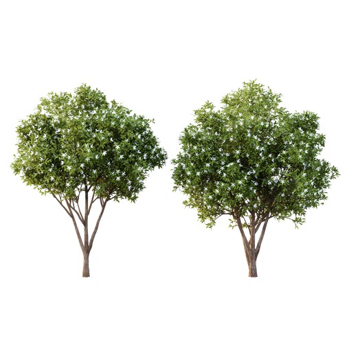Michelia Maudiae Tree 01