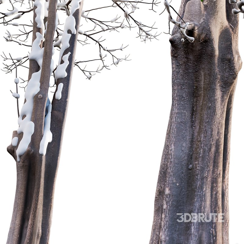 Alstonia scholaris – Snow Image 5