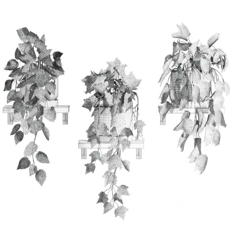 plants set on shelf Image 4