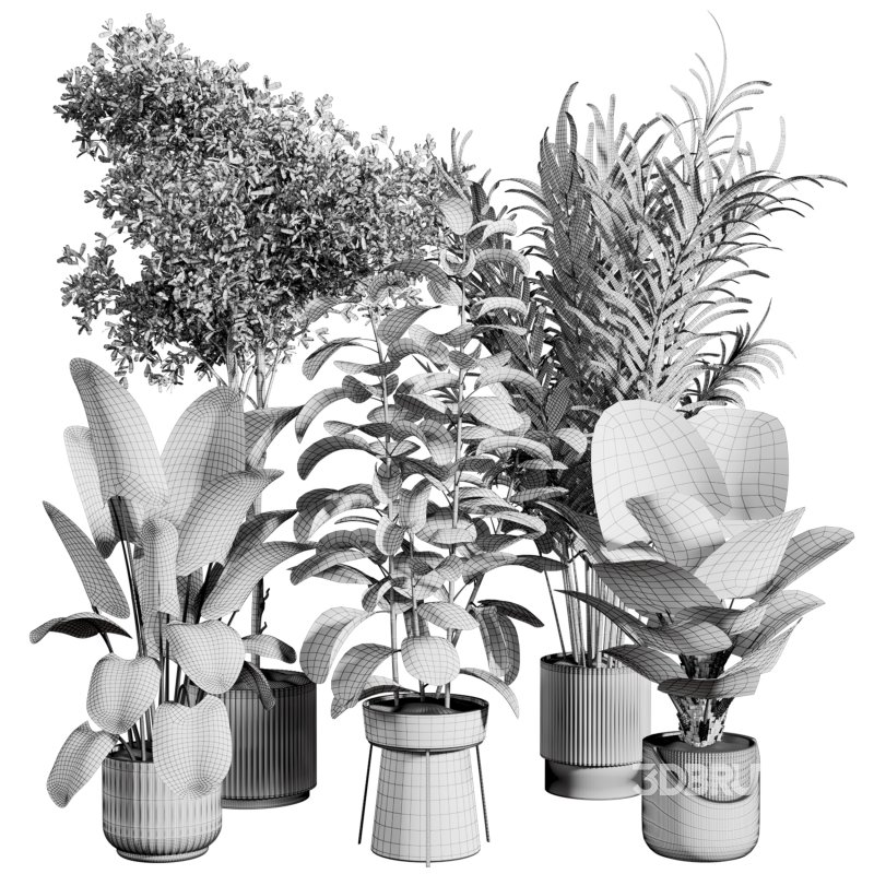 indoor plant 522 Image 3