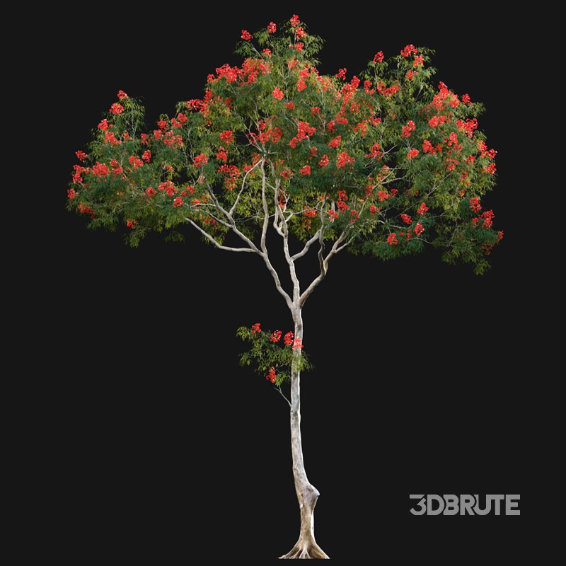 Dolonix regia – Royal Poinciana Image 5