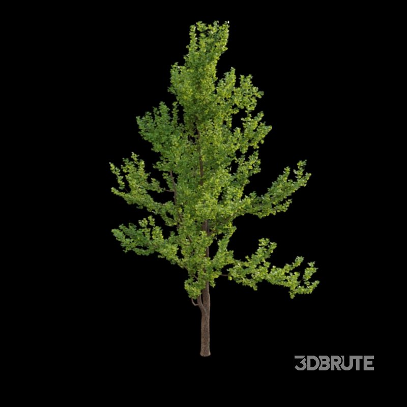 Ginkgo biloba Image 3