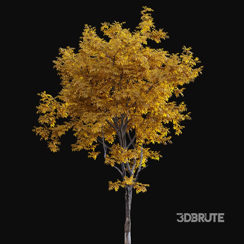 Juglans regia – Common walnut – fall Image 4