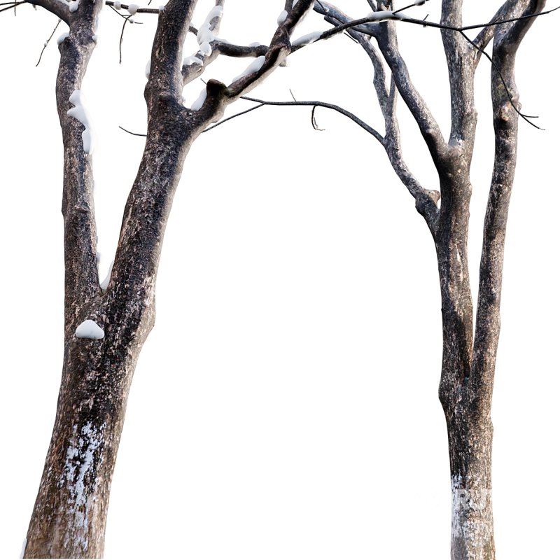 Juglans regia – Common walnut – winter – snow Image 5