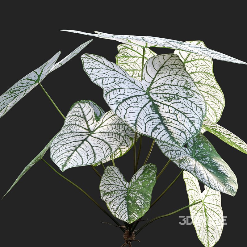 Caladium White Christmas – Angel Wings 02 Image 2