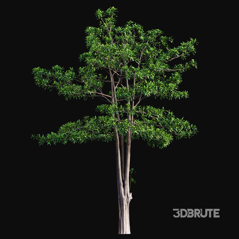 Alstonia scholaris – Milkwood 02 Image 4