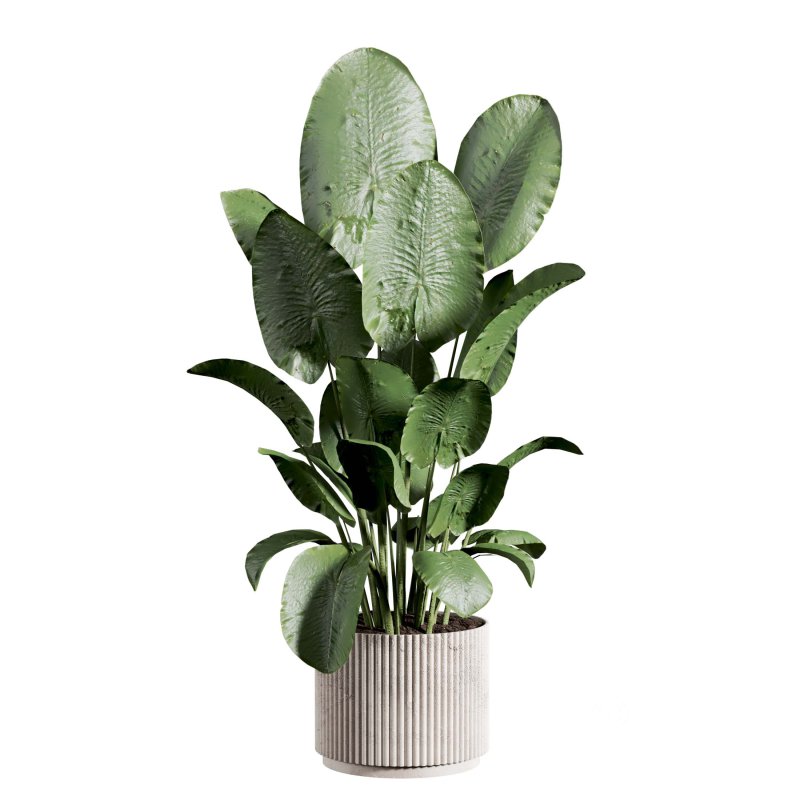 indoor plant 523 Image 1