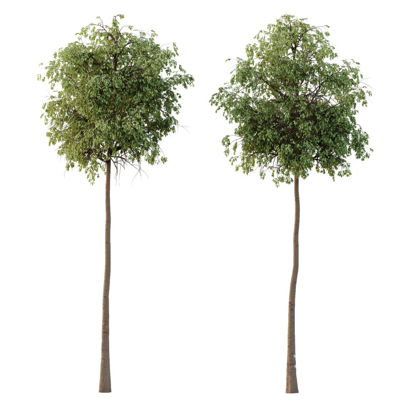 Parashorea Chinensis Tree 03 Image 1