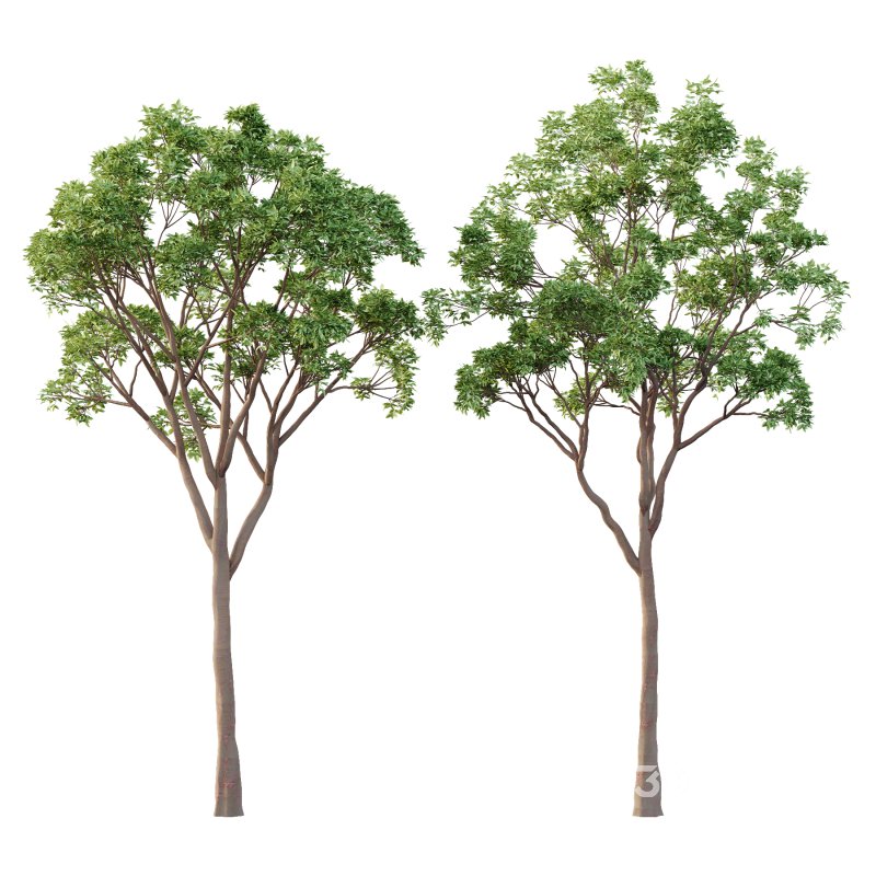 Eucalyptus Robusta Trees 10 Image 1