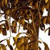 Parashorea Chinensis Tree 03 - Thumbnail 4