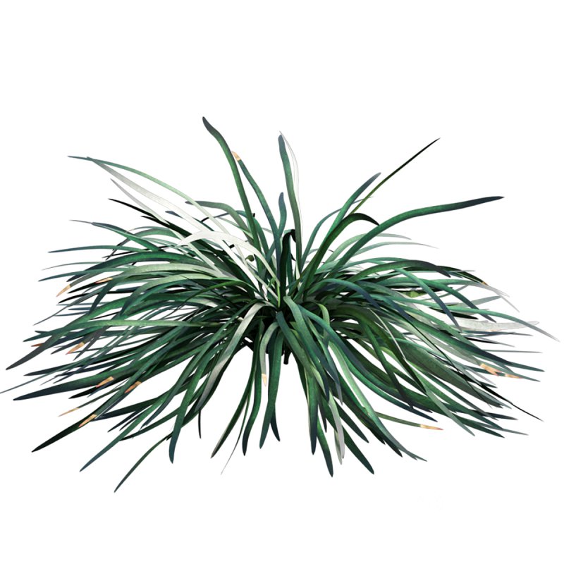 Ophiopogon japonicus Image 5