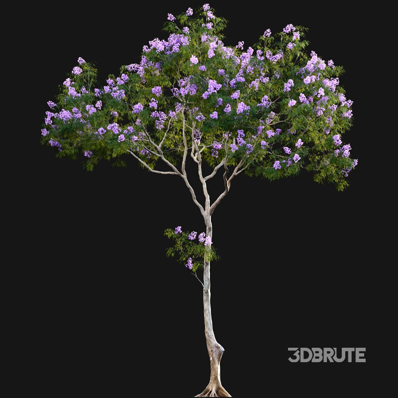 Jacaranda Image 4