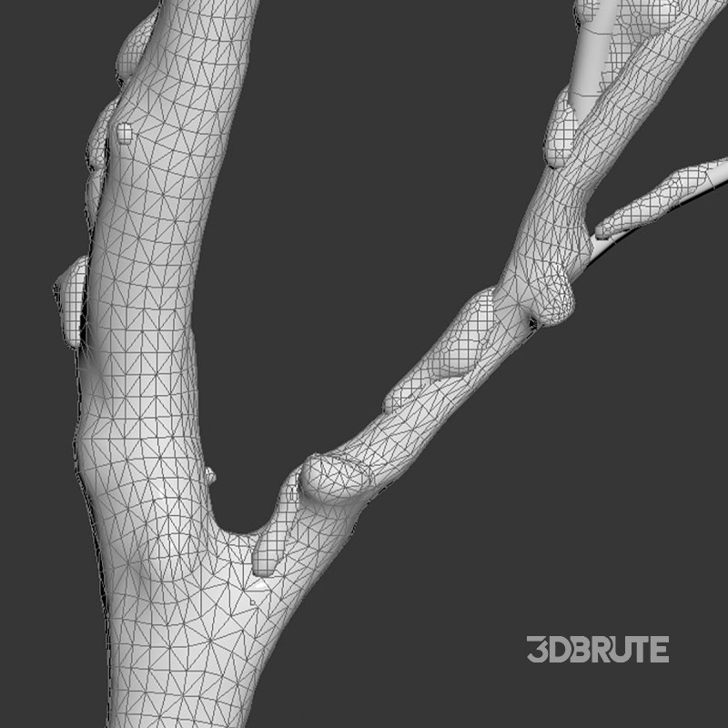 Juglans regia – Common walnut – winter – snow Image 6