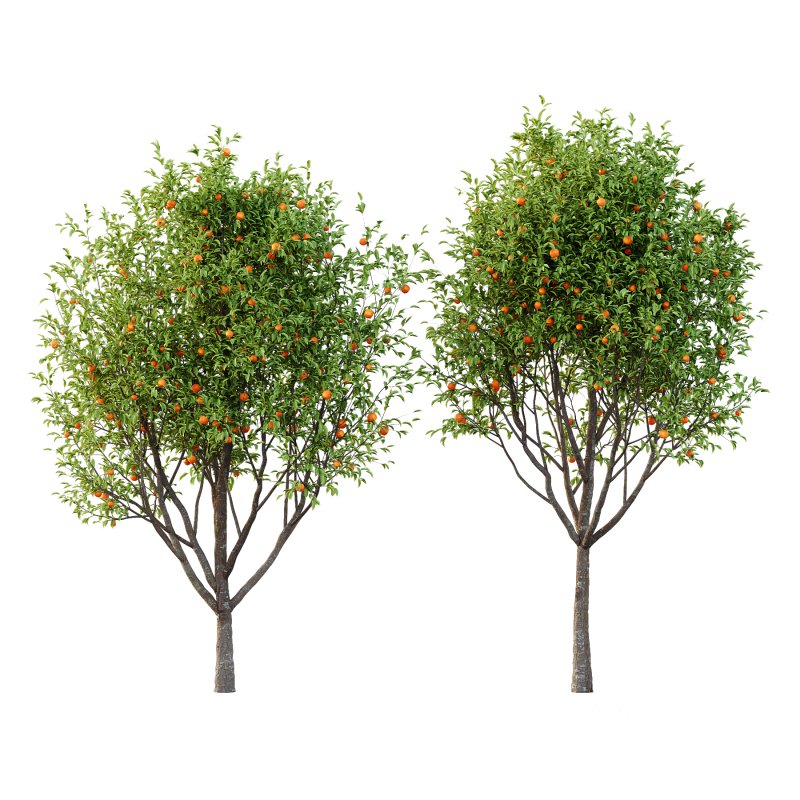 Diospyros Kaki Tree 03 Image 1