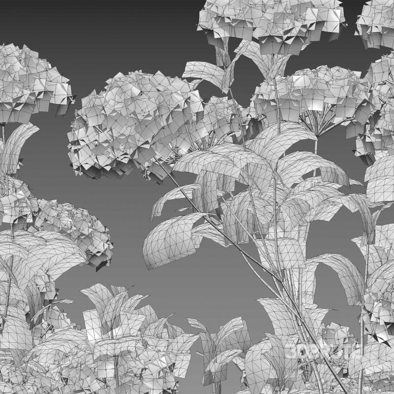 Viburnum opulus Roseum – European Cranberry bush 01 Image 6