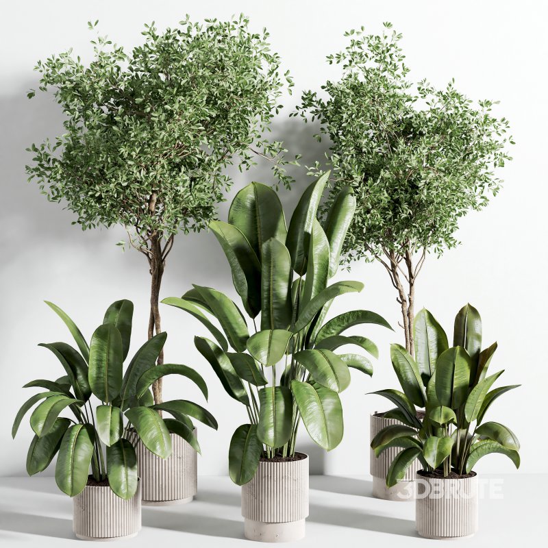 indoor plant 526 Image 4