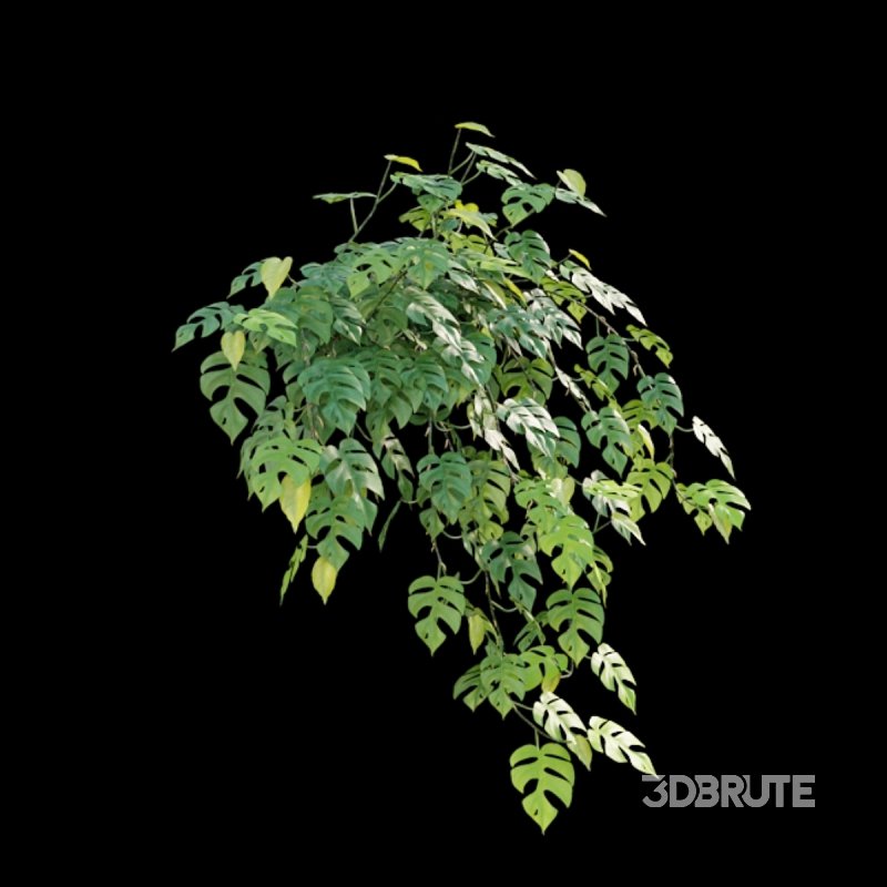 Rhaphidophora tetrasperma – Mini Monstera Image 2