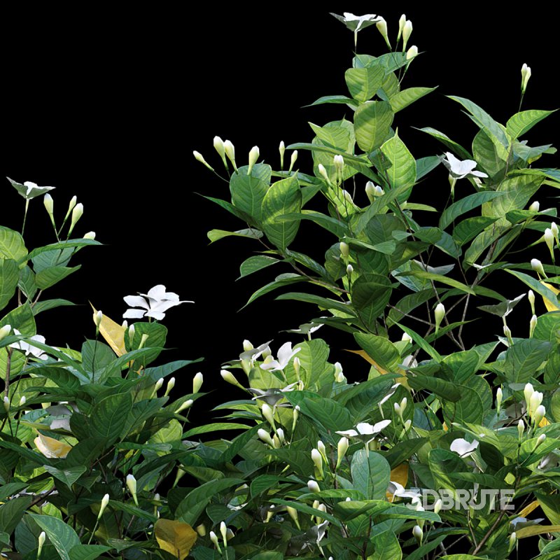 Gardenia augusta – Houttuynia – Gardenia jasminoide – 01 Image 2